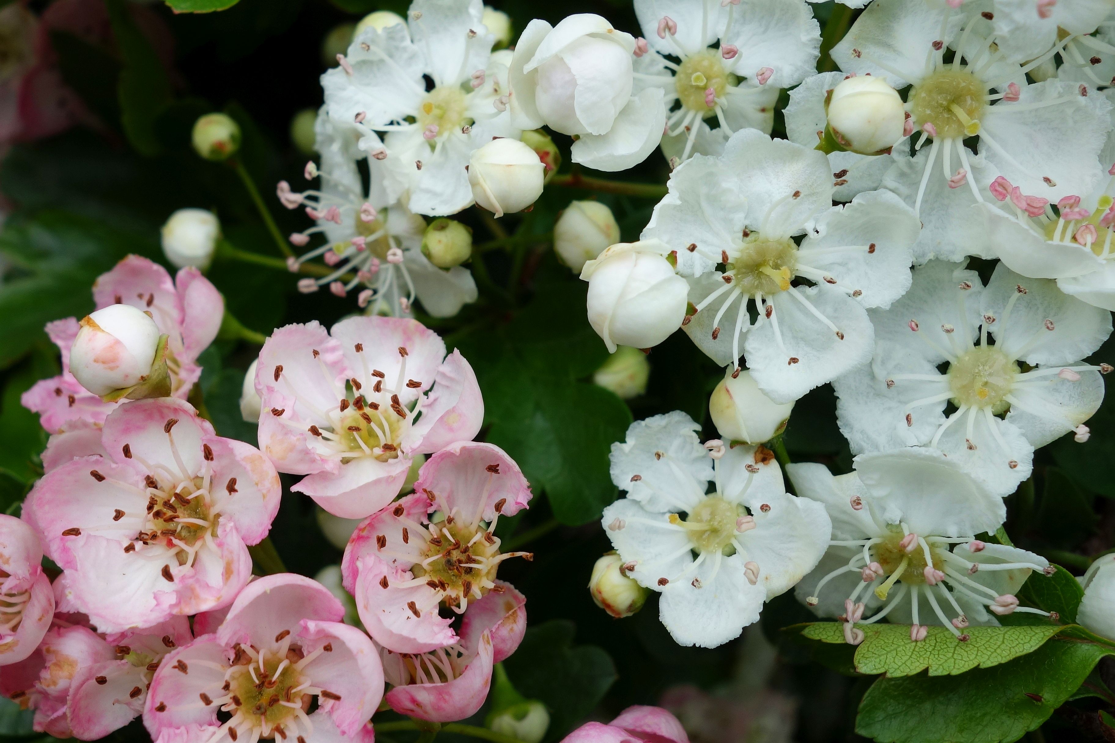 Hurray for Hawthorns! | PoMS